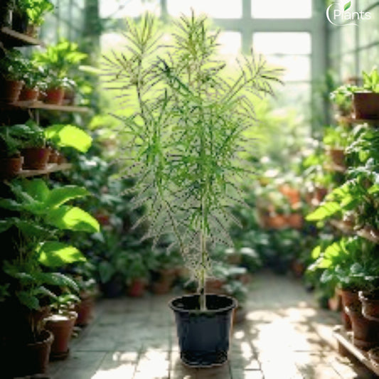 White Thevetia Peruviana