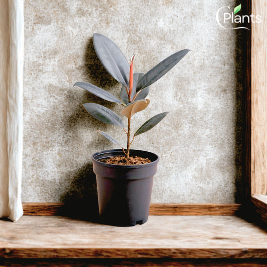 Ficus Elastica Robusta