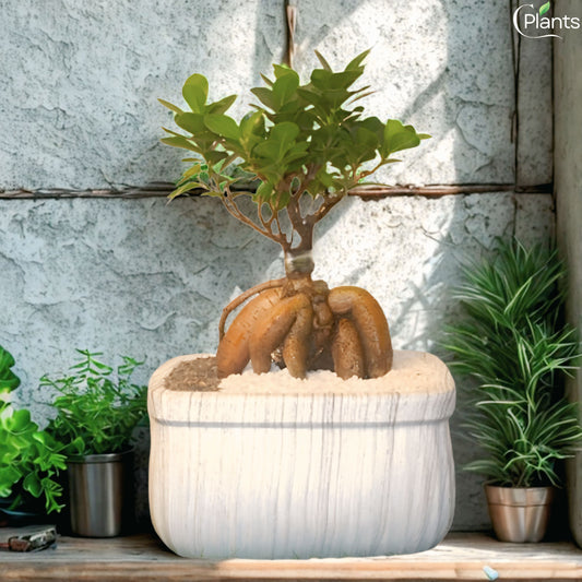 Ficus Bonsai Plant Small