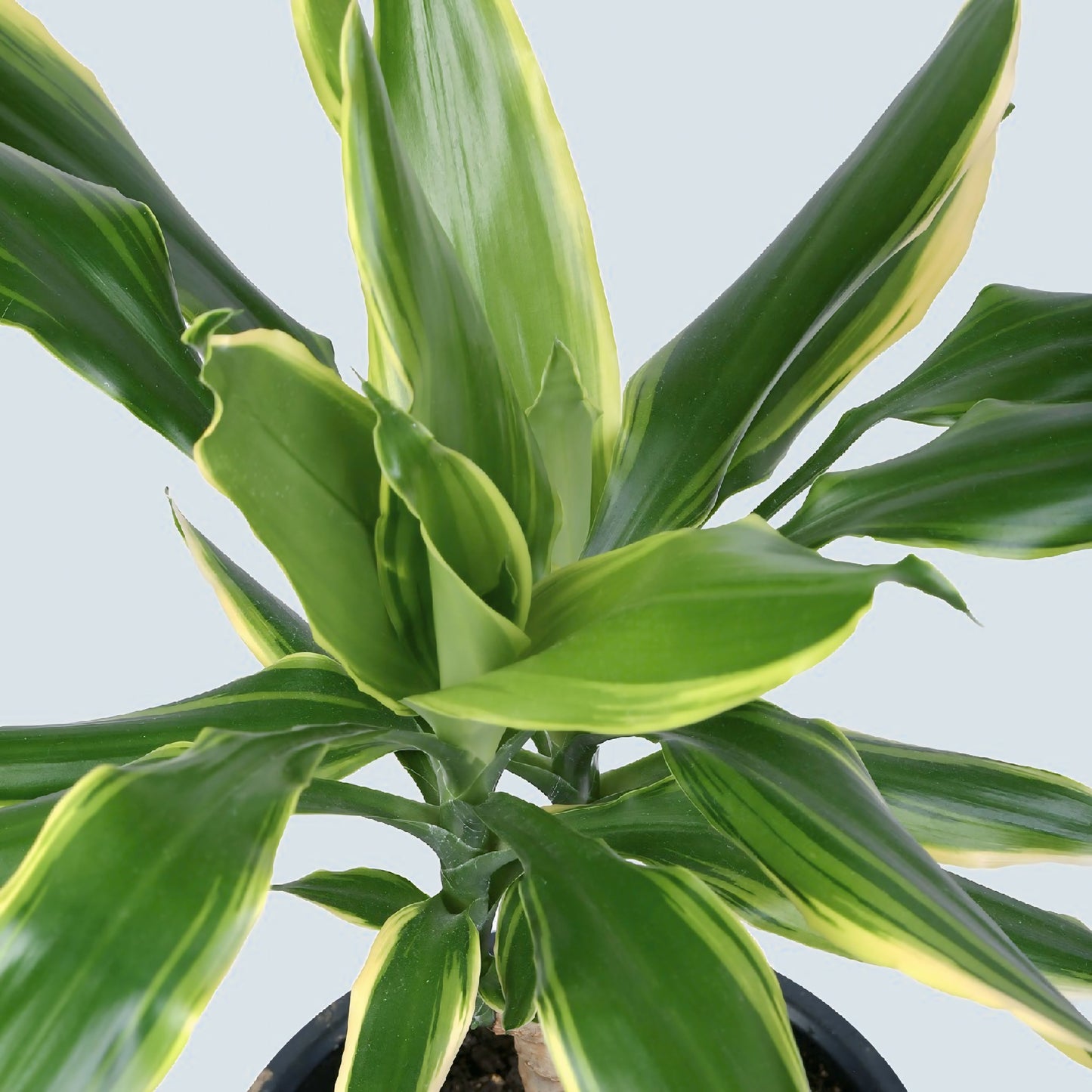 Dracaena Golden Coast