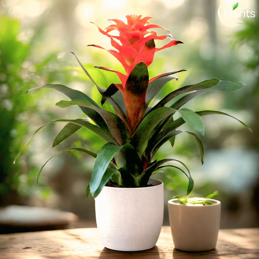 Guzmania