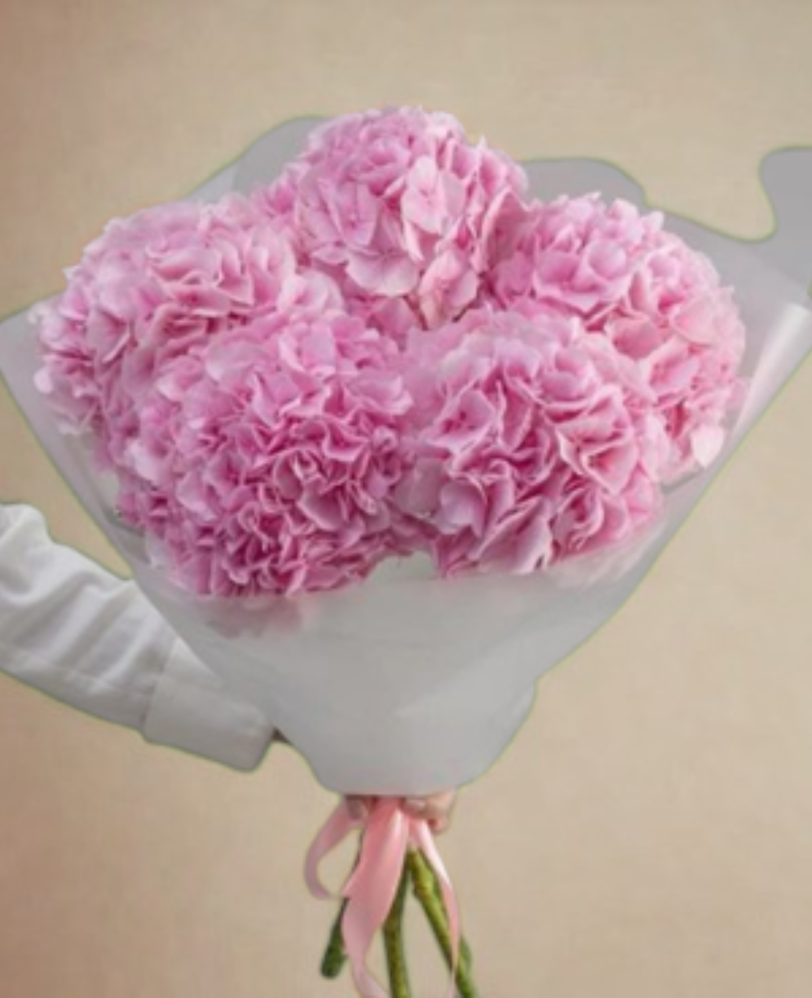 Pink Hydrangea