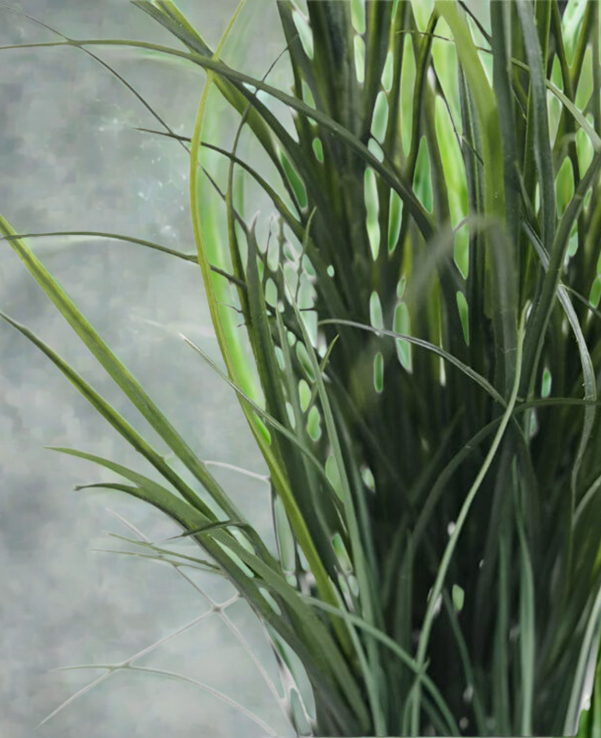 Grass Plant