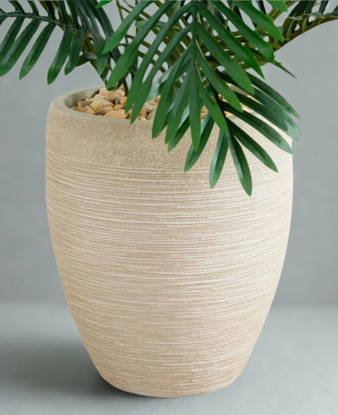 Paradise Palm