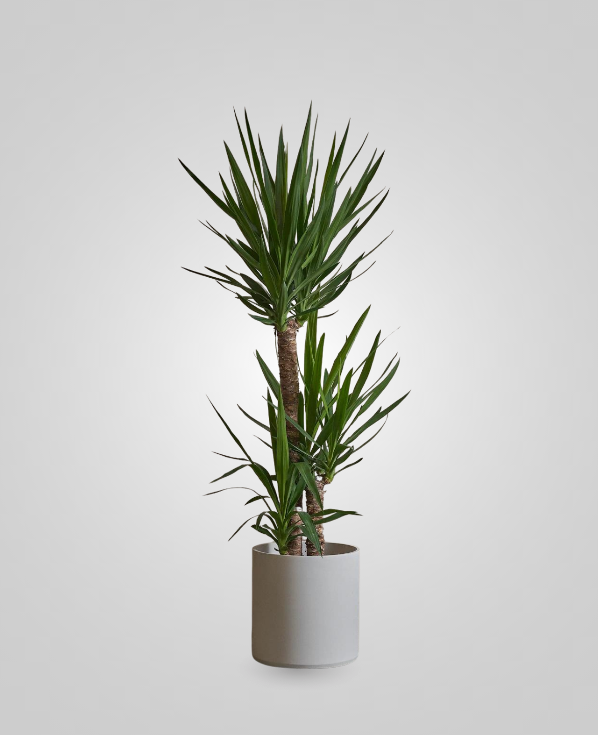 Dracaena Yucca 3pp