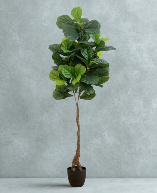 Giant Leaf Fiddle Leaf Fig Tree