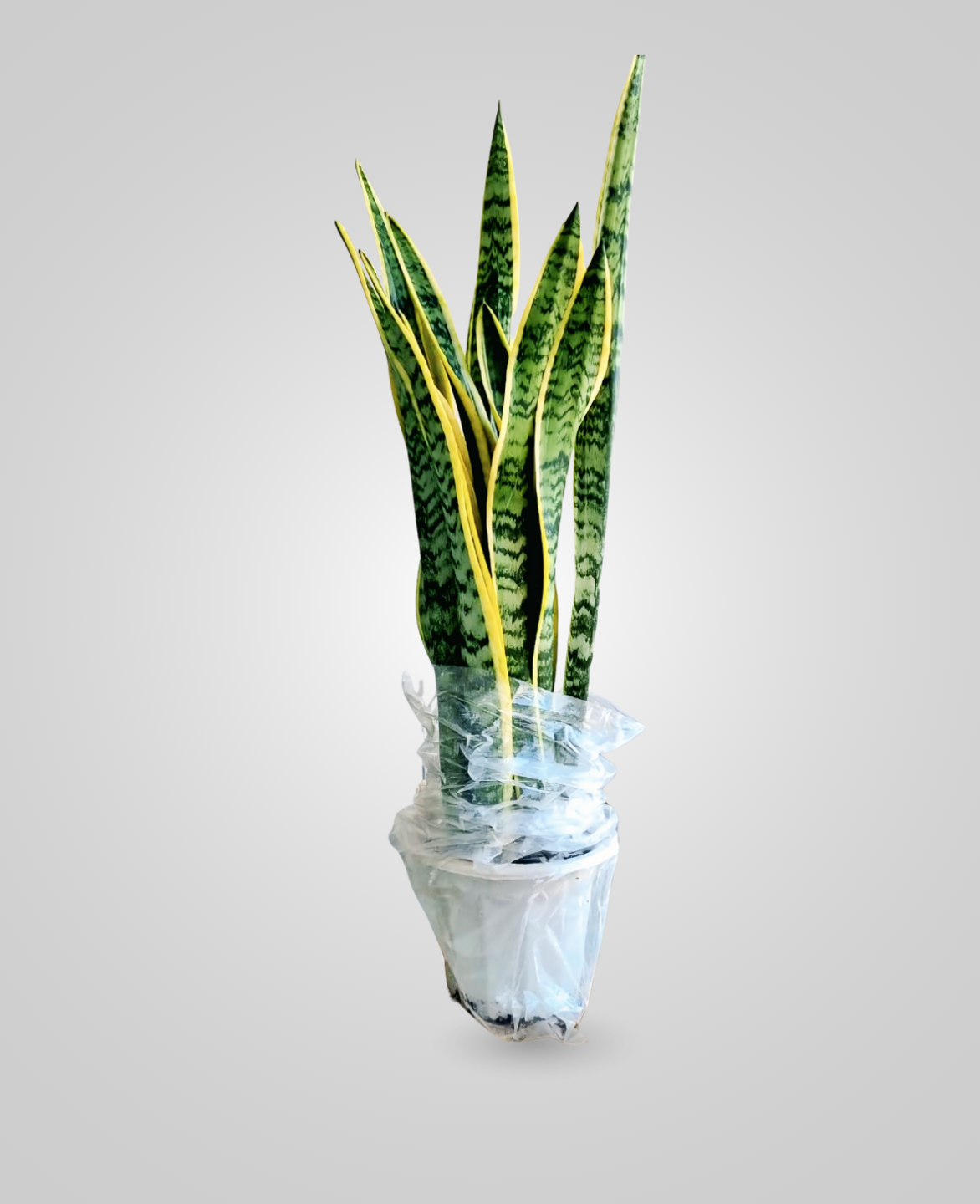 snake plant uae Sansevieria Plant (Snake Plant)