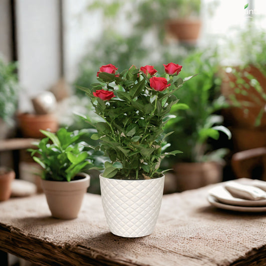 Miniature Roses - Holland