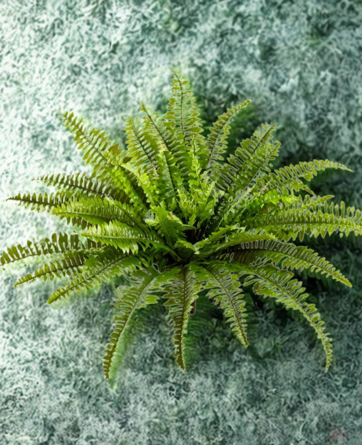 Boston Fern Plant