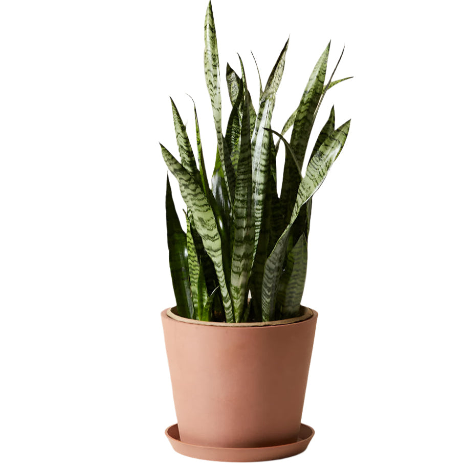 Sansevieria - Snake Plant
