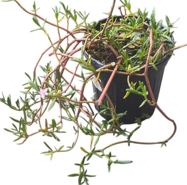 Sesuvium Green