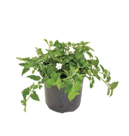 Asystasia Green