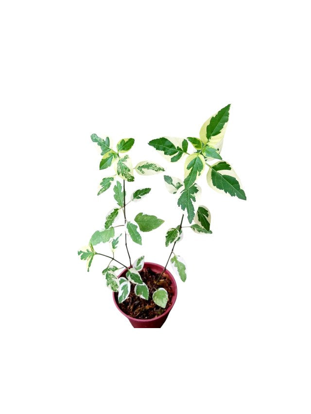 Asystasia Variegata