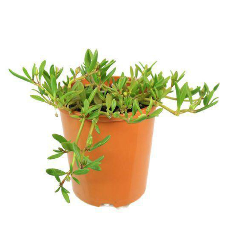 Sesuvium Green