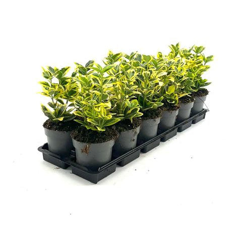Evergreen Euonymus