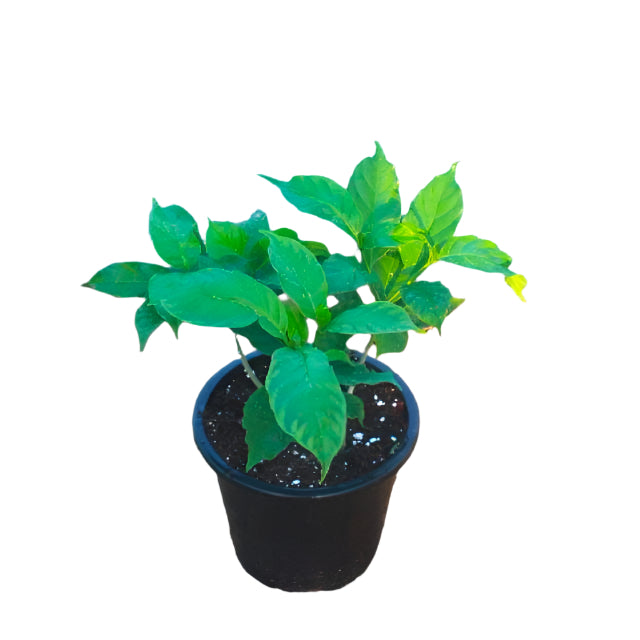 Tabernaemontana