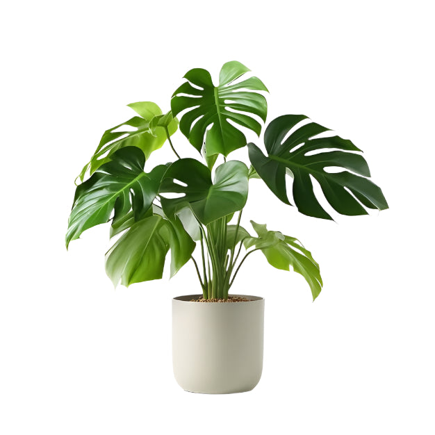 Monstera