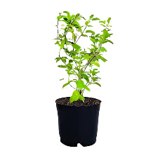 Tulsi Plant