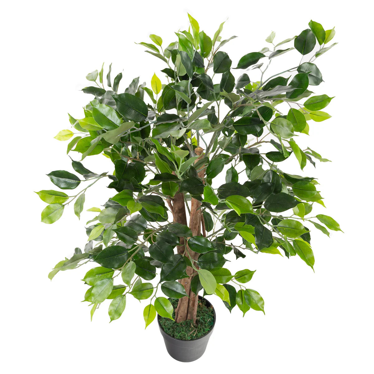 Weeping Fig