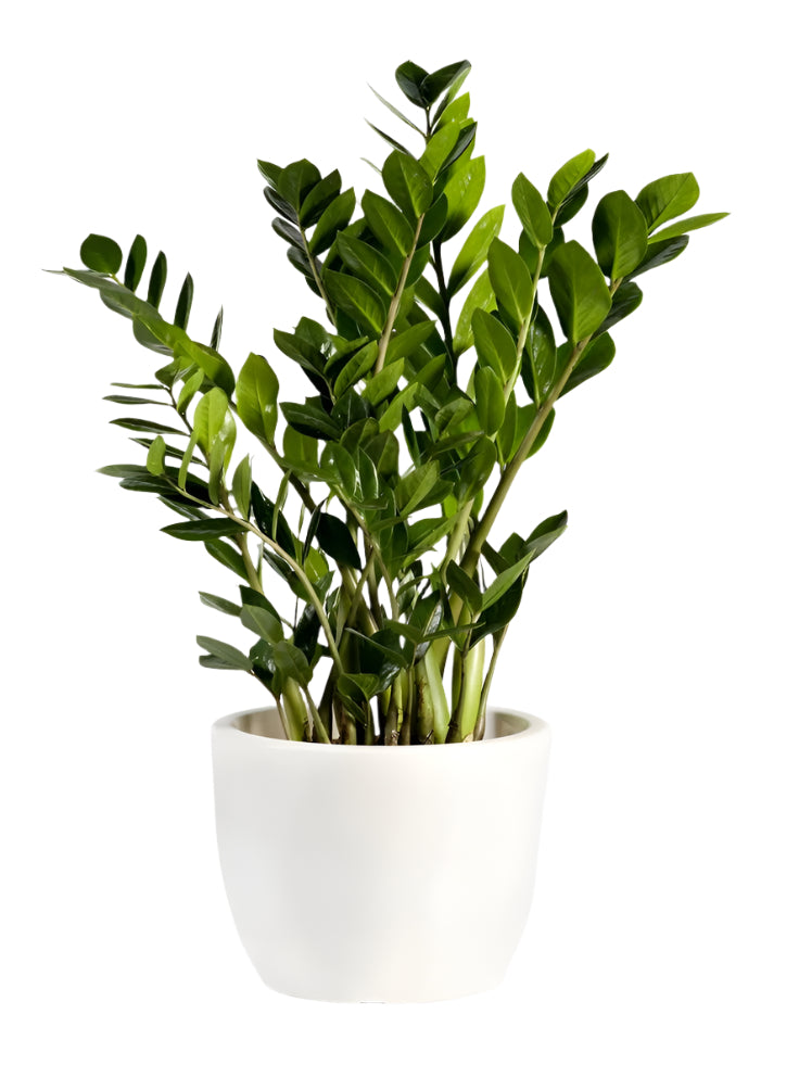 Zamioculcas zamiifolia - ZZ Plant