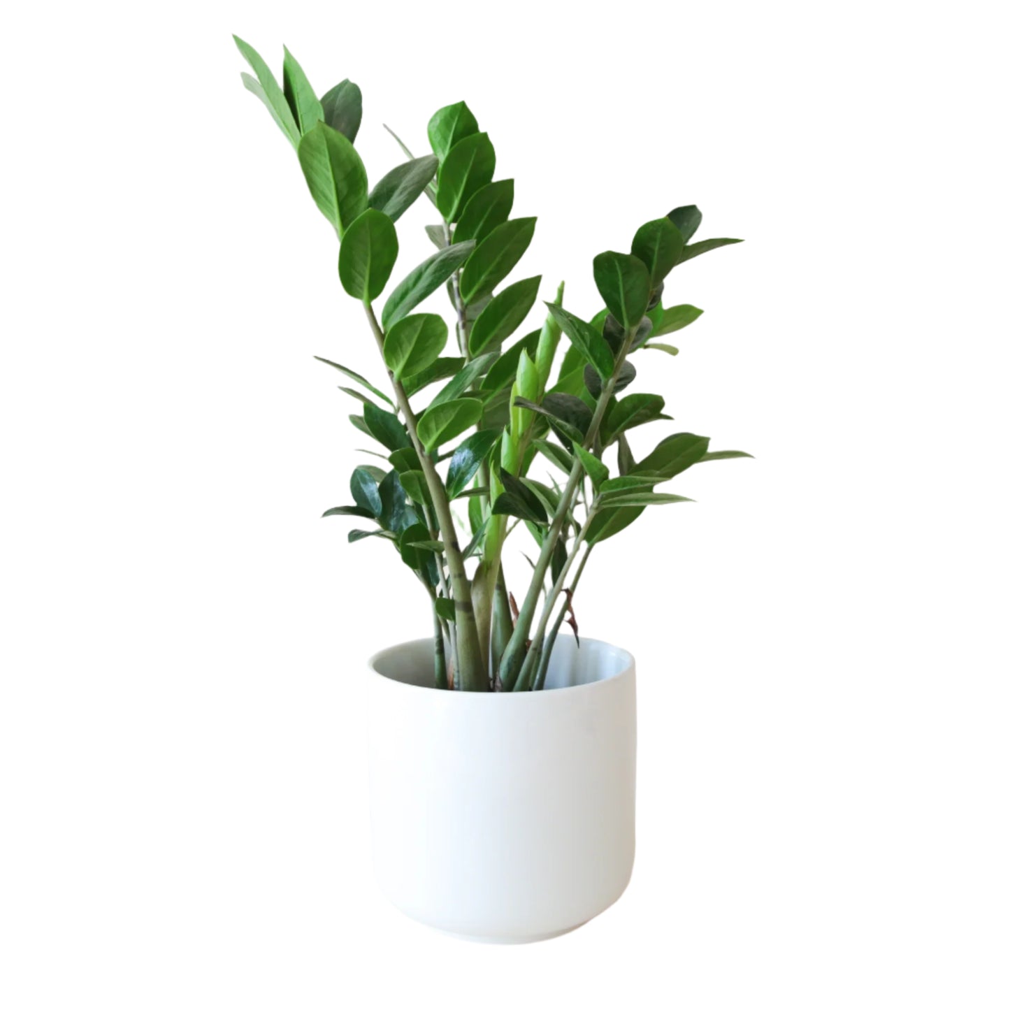 Zz (Zamioculcas zamiifolia)