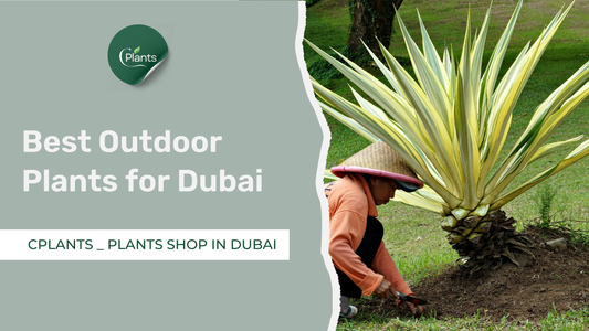 Best Outdoor Plants for Dubai