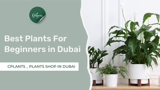 Best Plants For Beginners