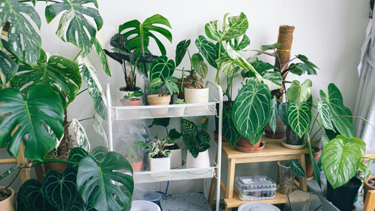 Buy Cheap Plants in Dubai, UAE 