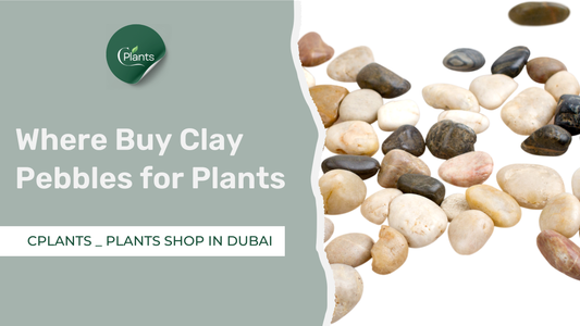 Where Buy Clay Pebbles for Plants in Dubai - Guide
