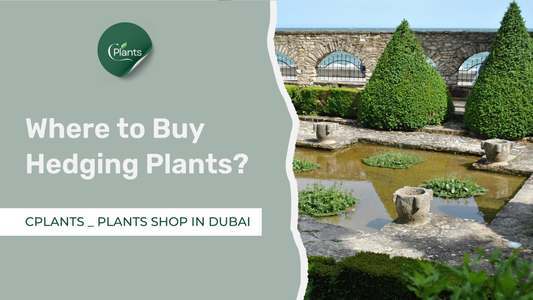 Where to Buy Hedging Plants