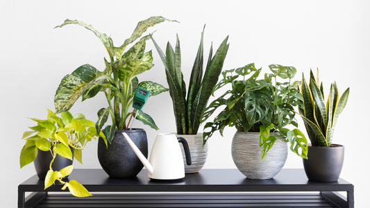 Buy Indoor Plants in UAE