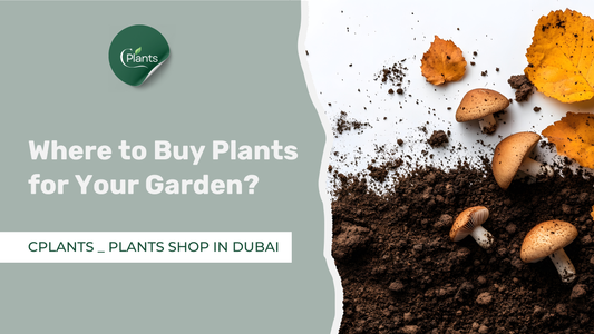 Buy Soil for Plants in Dubai
