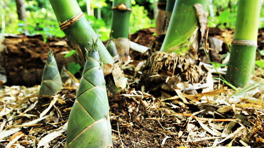 How To Care For a Bamboo Plant?