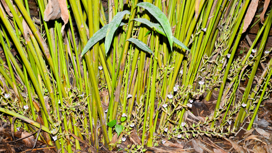 How to Grow Cardamom Plant in Dubai