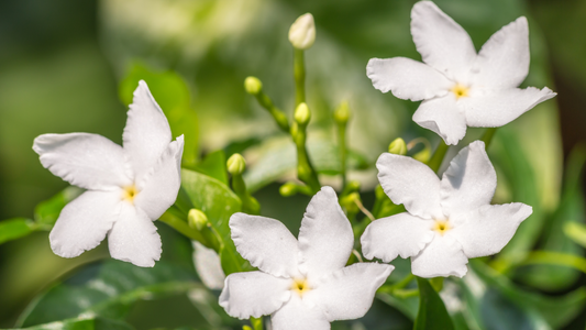 How to Maintain Jasmine Plant