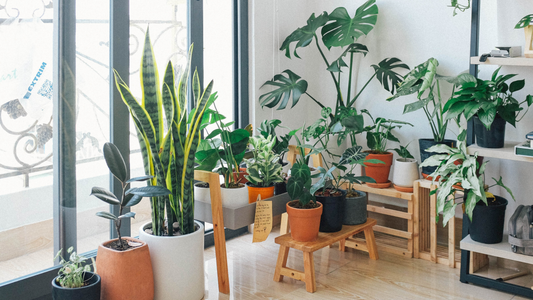 How to Make Plants Grow on Walls