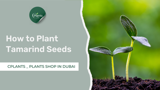 How to Plant Tamarind Seeds