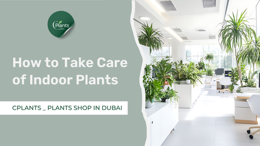 How to Take Care of Indoor Plants in Dubai?