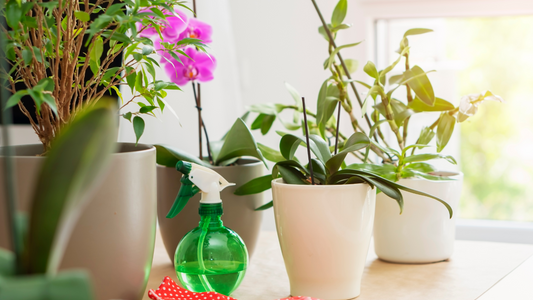 How to Take Care of an Orchid Plant Indoor in UAE