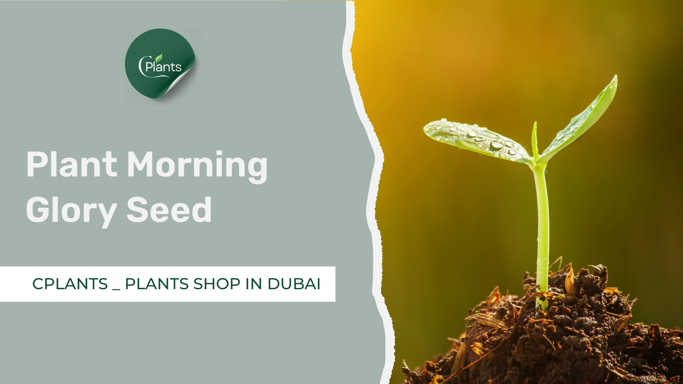 How to Plant Morning Glory Seed in Dubai, UAE - CPlants