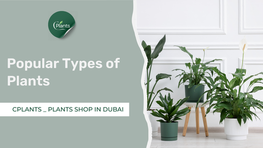 Popular Types of Plants