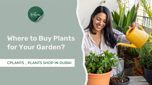 Where to Buy Plants for Your Garden?