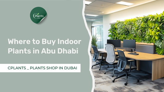 Where to Buy Plants in Abu Dhabi