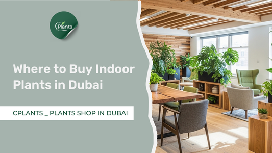 where to buy indoor plants