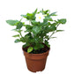 Asystasia Green