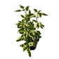 Asystasia Variegata