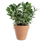 Evergreen Euonymus