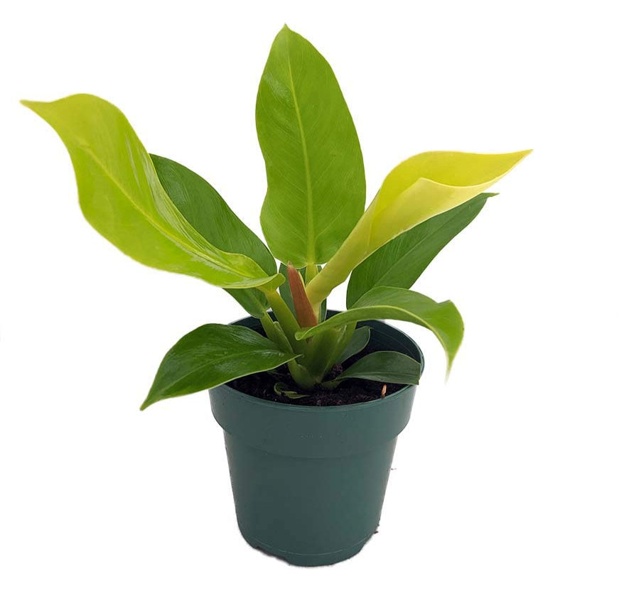 Philodendron