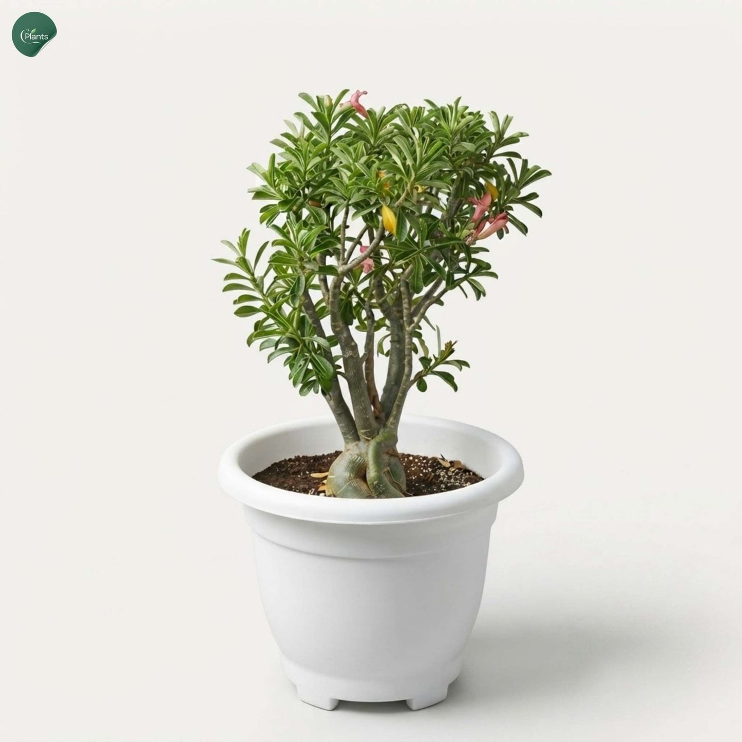 Adenium Obesum Flowering Plant Dubai