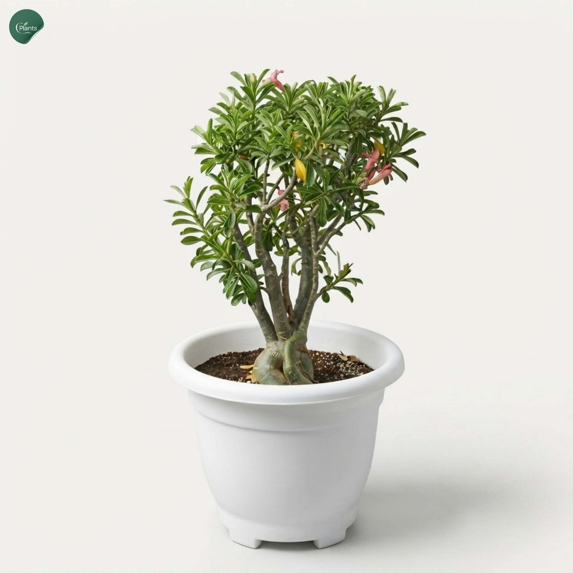 Adenium Obesum Flowering Plant Dubai
